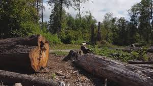Best Arborist Consultation Services  in Bexley, OH