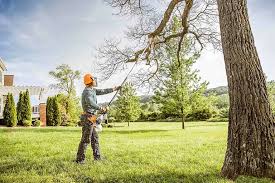 Best Tree Trimming and Pruning  in Bexley, OH