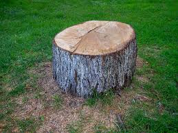 Best Utility Line Clearance  in Bexley, OH