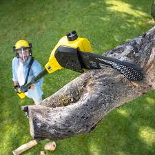 Best Organic Lawn Care Solutions  in Bexley, OH