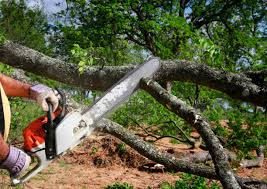 Best Hazardous Tree Removal  in Bexley, OH