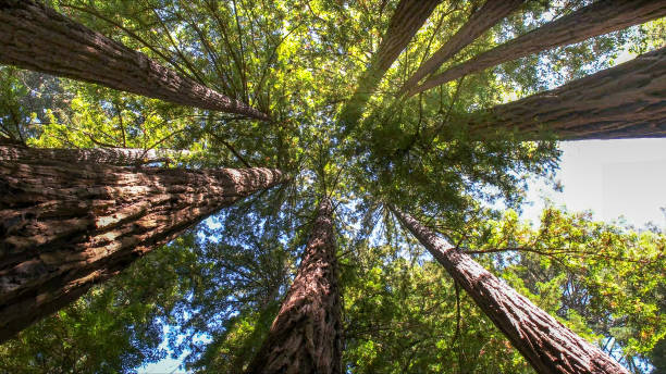 Best Tree Removal  in Bexley, OH