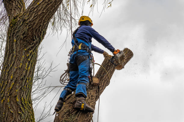 Best Stump Grinding and Removal  in Bexley, OH