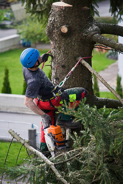 Best Tree Maintenance Programs  in Bexley, OH