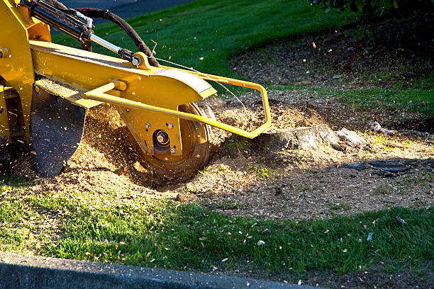 Best Tree Preservation Services  in Bexley, OH