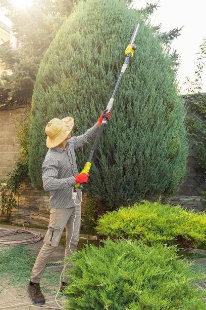 Best Tree Mulching  in Bexley, OH