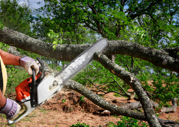  Bexley, OH Tree Removal Pros